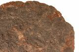 / Foot Wide Fossil Crinoid (Scyphocrinites) Plate - Morocco #215237-2